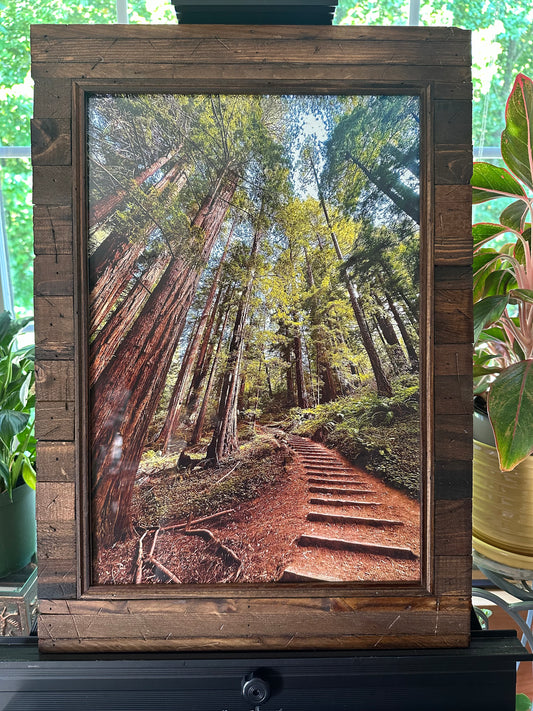 "Redwoods of Muir Woods"